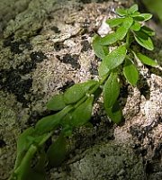 Callitriche verna (rzęśl wiosenna)