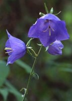 Campanula persicifolia