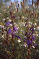 Campanula rapunculoides