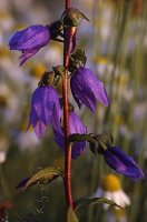 Campanula rapunculoides