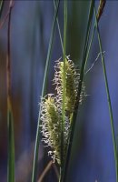 Carex rostrata