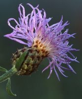 Centaurea rhenana