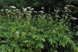 Chaerophyllum aromaticum