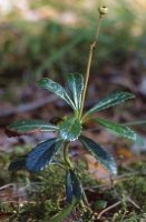 Chimaphila umbellatus