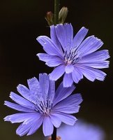 Cichorium intybus