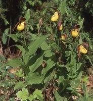 Cypripedium calceolus (obuwik pospolity)