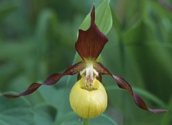 Cypripedium calceolus (obuwik pospolity)