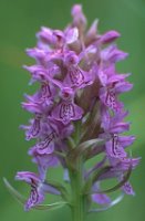 Dactylorhiza ruthei (kukułka Ruthego)