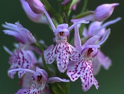 Dactylorhiza fuchsii (kukułka Fuchsa)