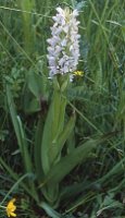 Dactylorhiza incarnata f. alba