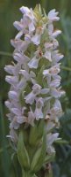 Dactylorhiza incarnata f. alba