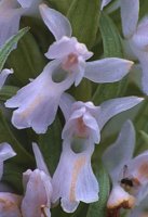 Dactylorhiza incarnata f. alba