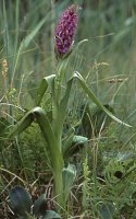 Dactylorhiza incarnata ssp. incarnata (kukułka krwista typowa)