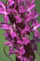 Dactylorhiza incarnata ssp. incarnata (kukułka krwista typowa)