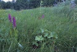 Dactylorhiza incarnata ssp. incarnata (kukułka krwista typowa)