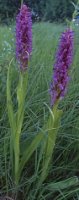 Dactylorhiza incarnata ssp. incarnata (kukułka krwista typowa)