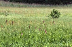 Dactylorhiza incarnata ssp. incarnata (kukułka krwista typowa)