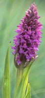 Dactylorhiza incarnata ssp. incarnata (kukułka krwista typowa)