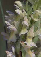 Dactylorhiza incarnata ssp. ochroleuca (stoplamek krwisty żółtawy)