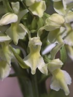 Dactylorhiza incarnata ssp. ochroleuca (stoplamek krwisty żółtawy)