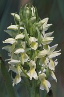 Dactylorhiza incarnata ssp. ochroleuca (stoplamek krwisty żółtawy)