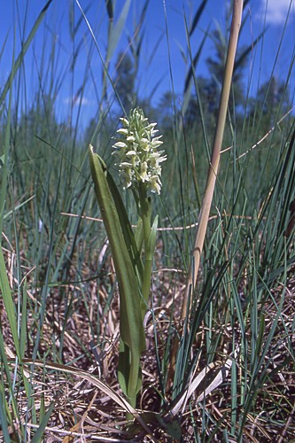 Dactylorhiza incarnata ssp. ochroleuca (stoplamek krwisty żółtawy)