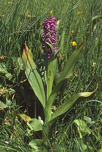 Dactylorhiza incarnata var. macrophylla