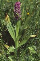 Dactylorhiza incarnata var. macrophylla