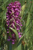 Dactylorhiza incarnata var. macrophylla