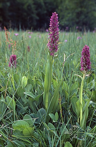 Dactylorhiza incarnata × ochroleuca