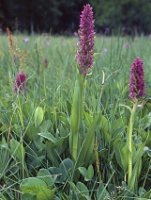 Dactylorhiza incarnata × ochroleuca