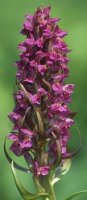 Dactylorhiza incarnata × ochroleuca