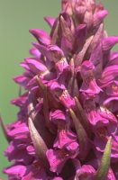 Dactylorhiza incarnata × ochroleuca