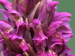 Dactylorhiza incarnata × ochroleuca