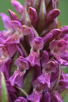 Dactylorhiza incarnata × ochroleuca