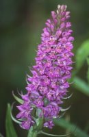 Dactylorhiza ruthei