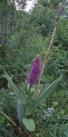 Dactylorhiza ruthei