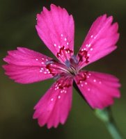 Dianthus deltoides