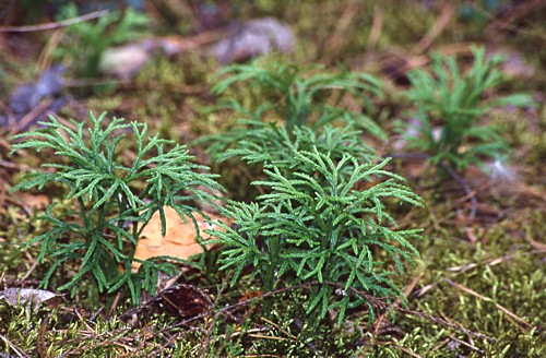 Diphasiastrum complanatum