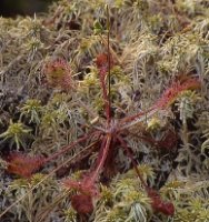 Drosera rotundifolia (rosiczka okrągłolistna)