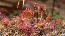 Drosera rotundifolia (rosiczka okrągłolistna)