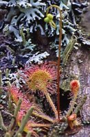 Drosera rotundifolia (rosiczka okrągłolistna)