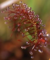 Drosera rotundifolia (rosiczka okrągłolistna)