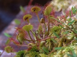 Drosera rotundifolia (rosiczka okrągłolistna)