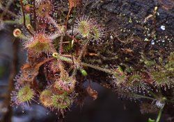 Drosera rotundifolia (rosiczka okrągłolistna)