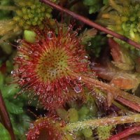 Drosera rotundifolia (rosiczka okrągłolistna)