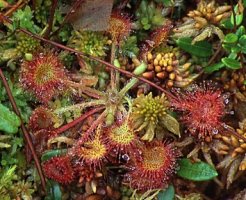 Drosera rotundifolia (rosiczka okrągłolistna)