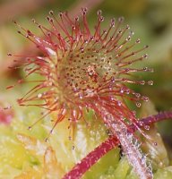 Drosera rotundifolia (rosiczka okrągłolistna)