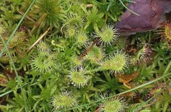 Drosera rotundifolia (rosiczka okrągłolistna)