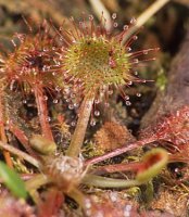 Drosera rotundifolia (rosiczka okrągłolistna)